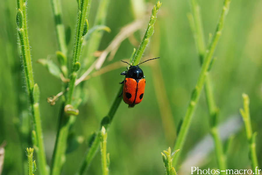 Cryptocephalus bipunctatus