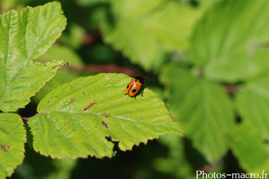 Cryptocephalus bipunctatus