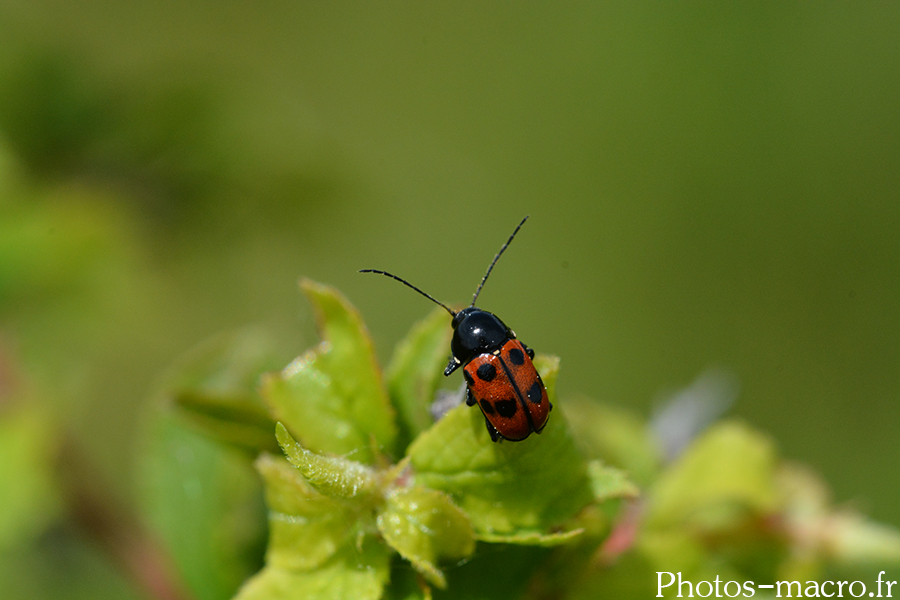 Cryptocephalus primarius