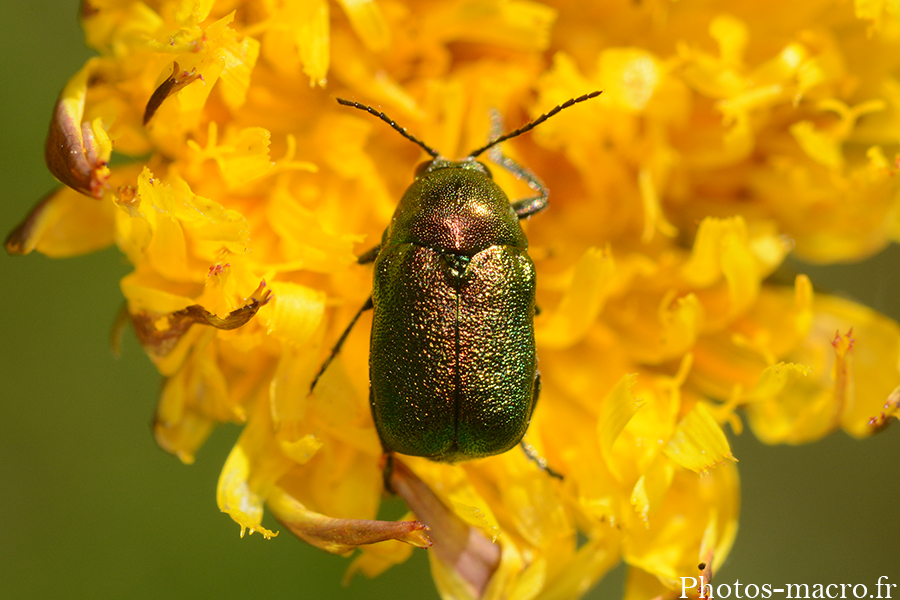 Cryptocephalus aureolus