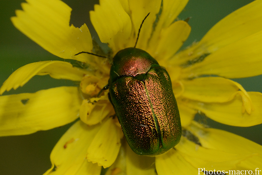 Cryptocephalus sp.