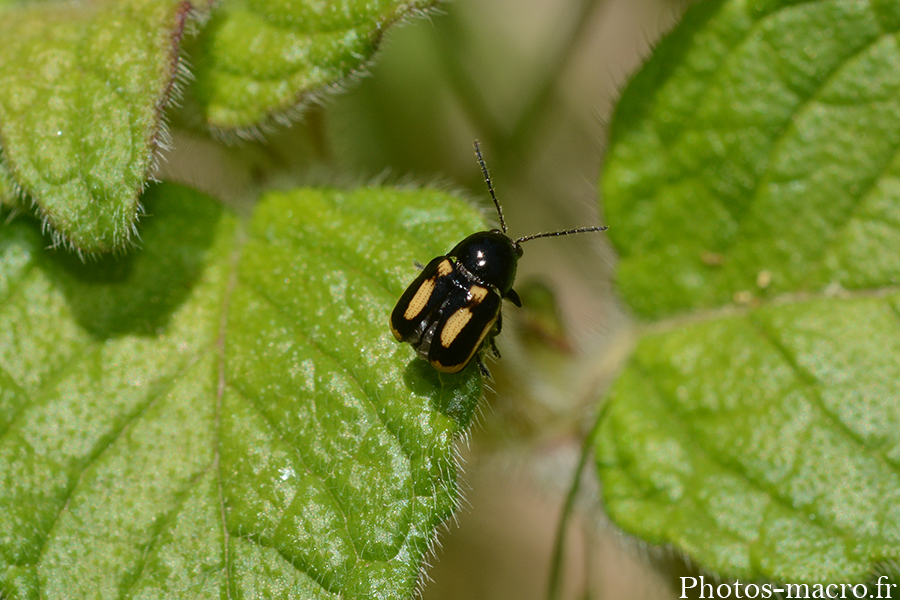 Cryptocephalus vittatus