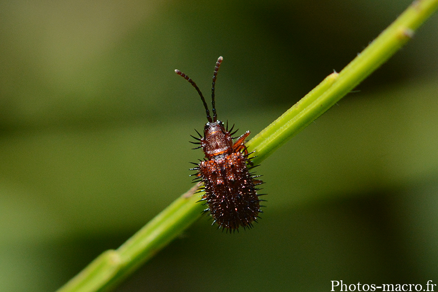 Dicladispa testacea