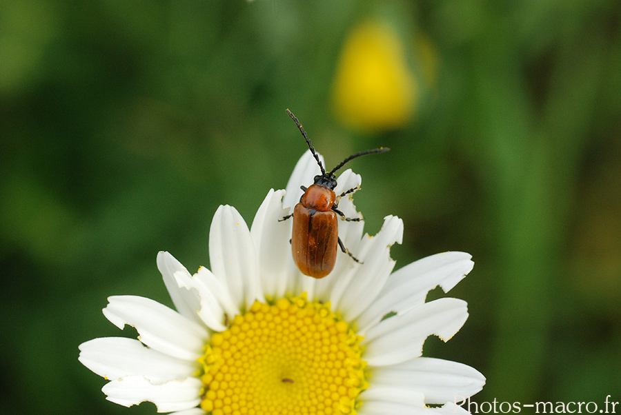 Exosoma lusitanicum