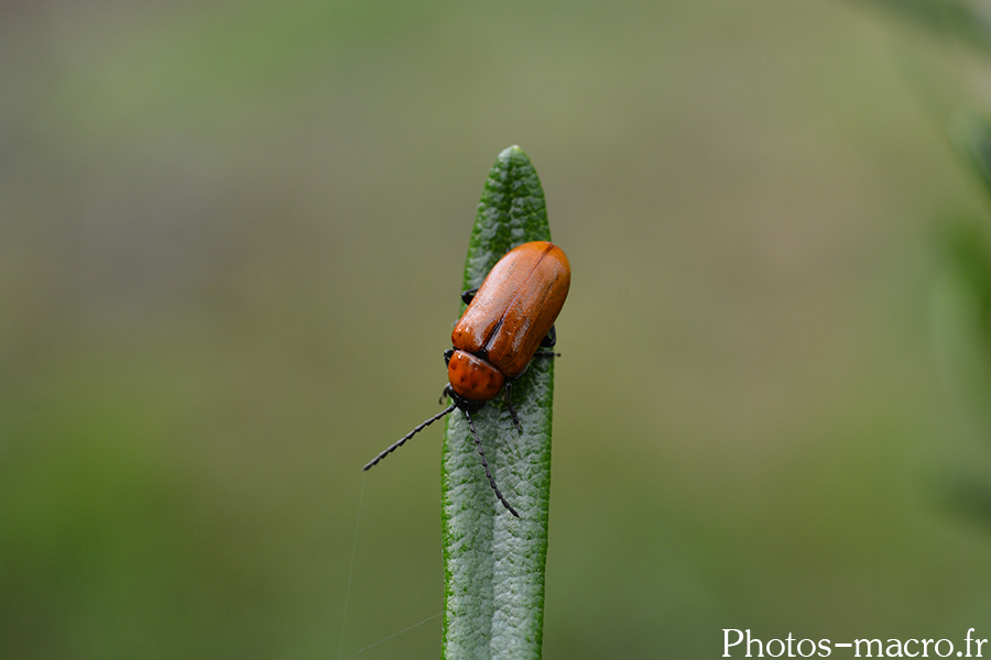 Exosoma lusitanica