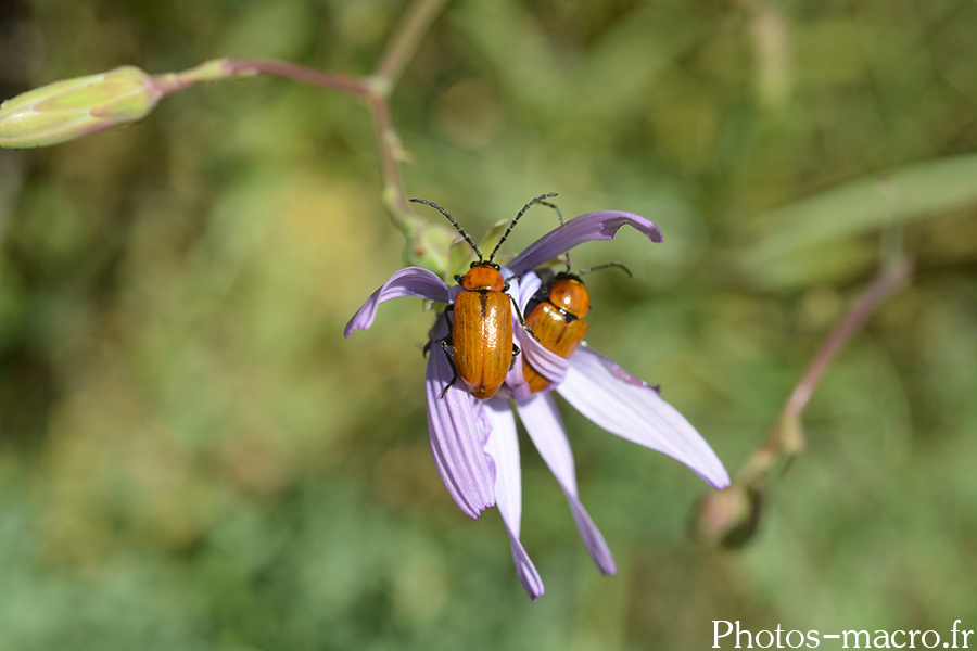 Exosoma lusitanica