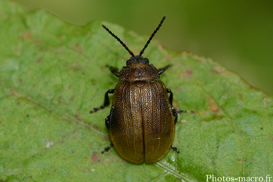 Galeruca pomonae