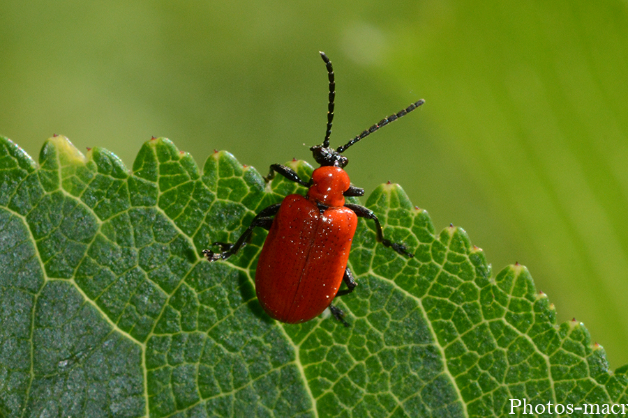 Lilioceris lilii