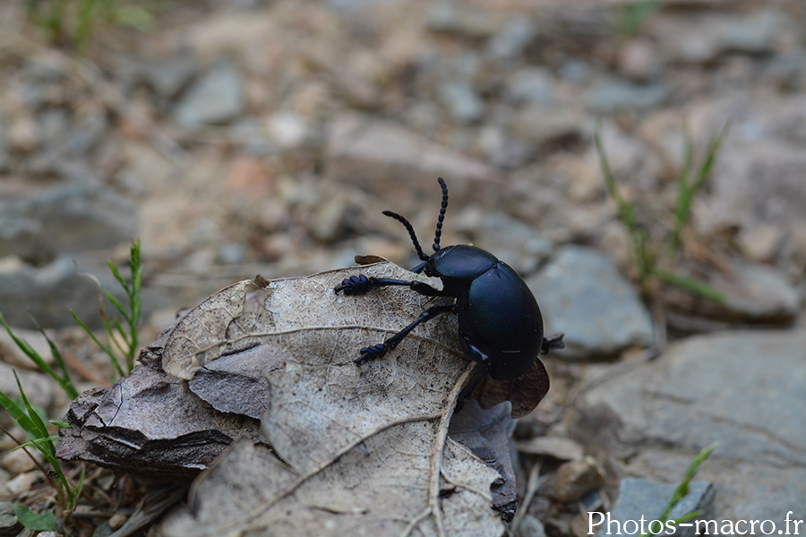 Timarcha tenebricosa