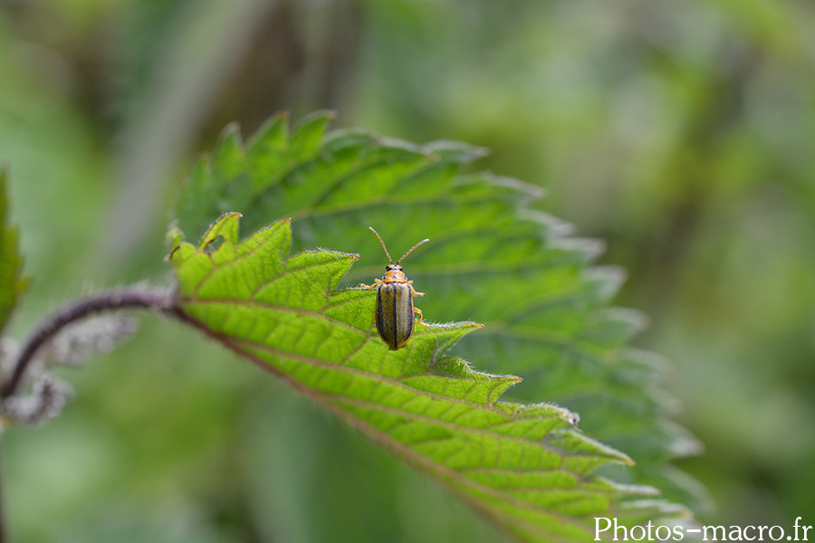 Xanthogaleruca luteola