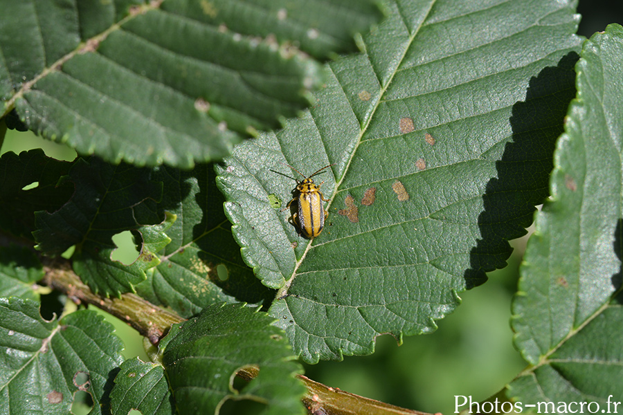 Xanthogaleruca luteola