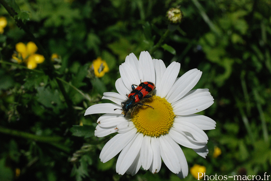 Trichodes apiarus