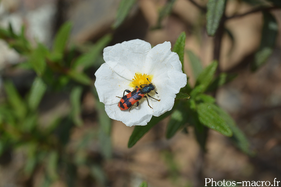 Trichodes apiarius