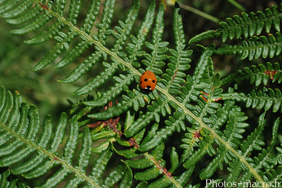 Coccinella septemctata