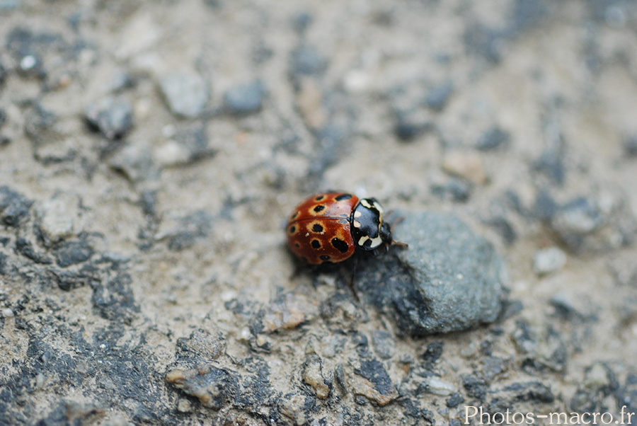 Anatis ocellata