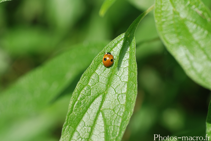 Adalia bipunctata