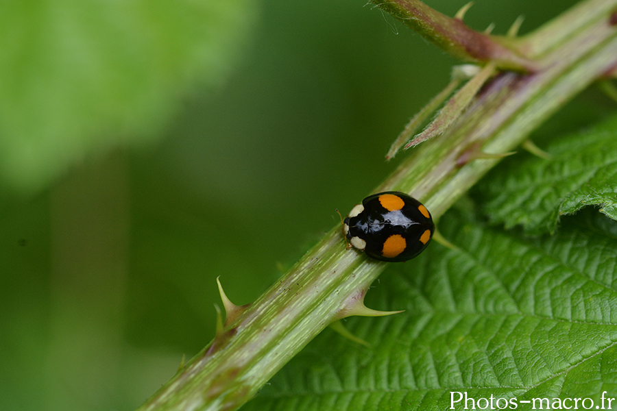 Harmonia axyridis