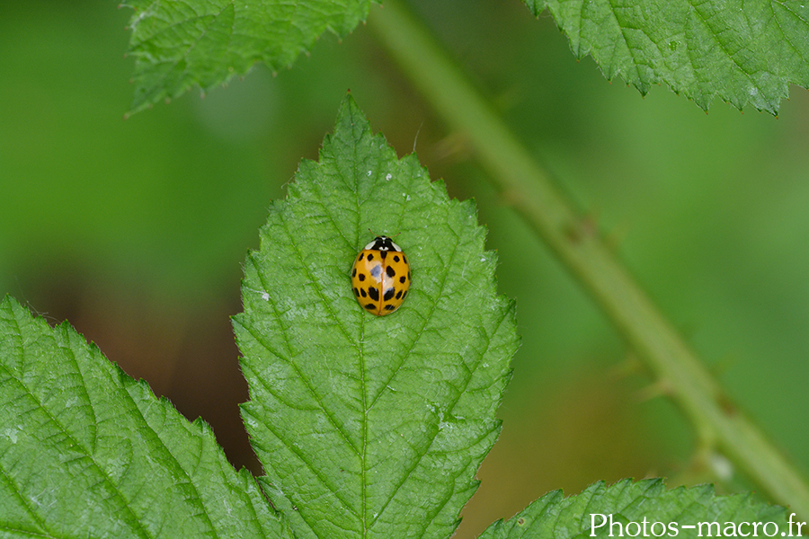 Harmonia axyridis