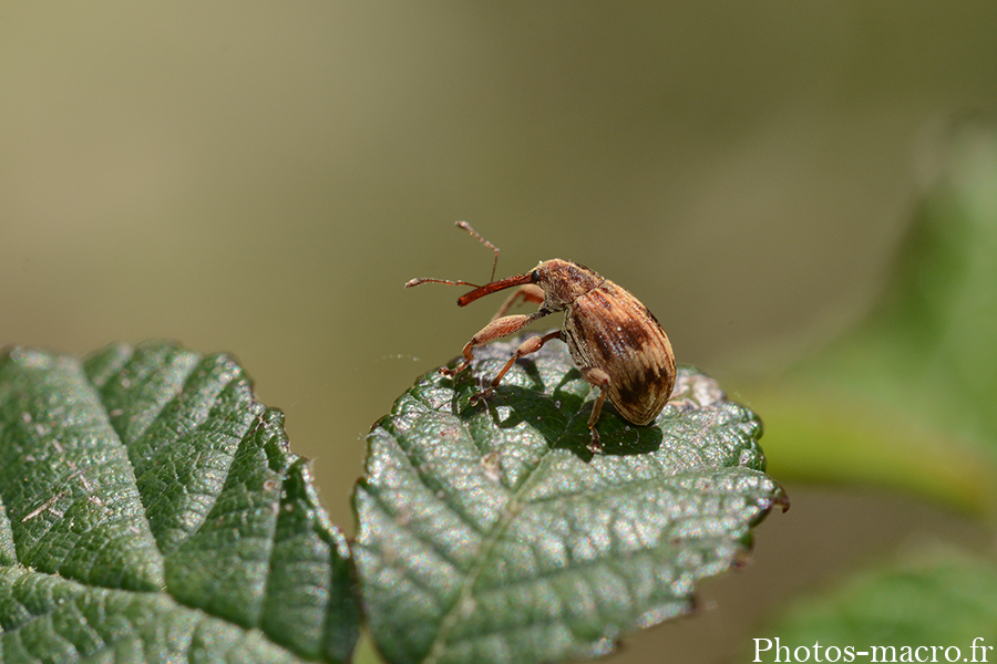 Anthonomus rectirostris