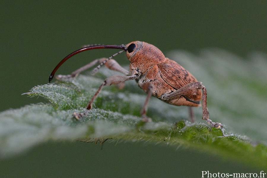 Curculio glandium