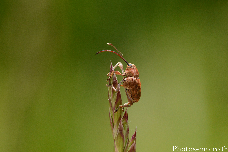 Curculio glandium