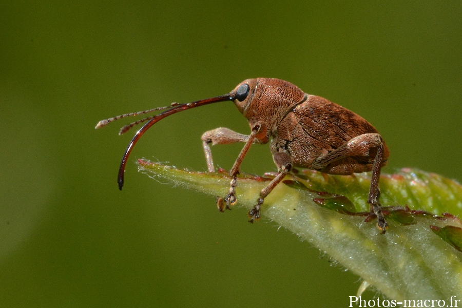 Curculio glandium