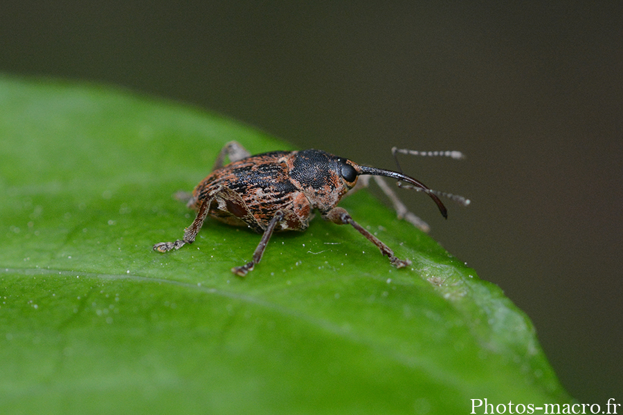 Curculionidae sp.