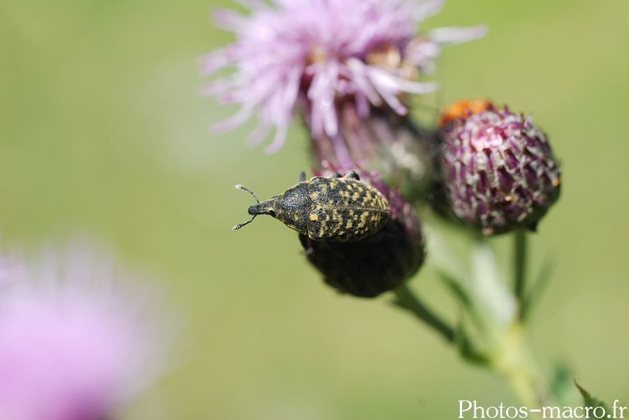 Larinus planus