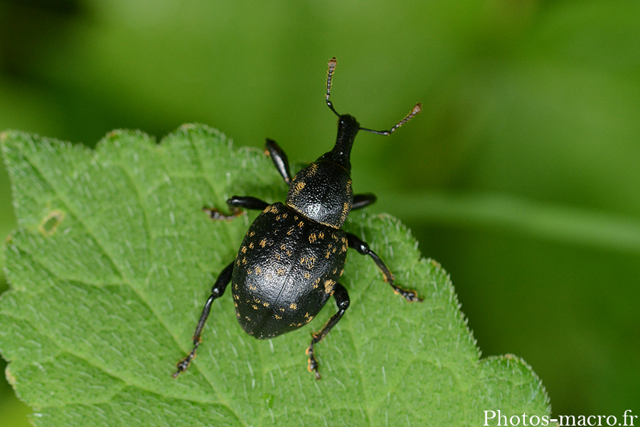 Liparus coronatus