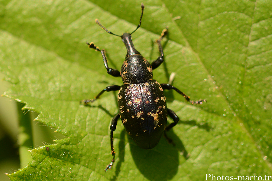 Liparus coronatus