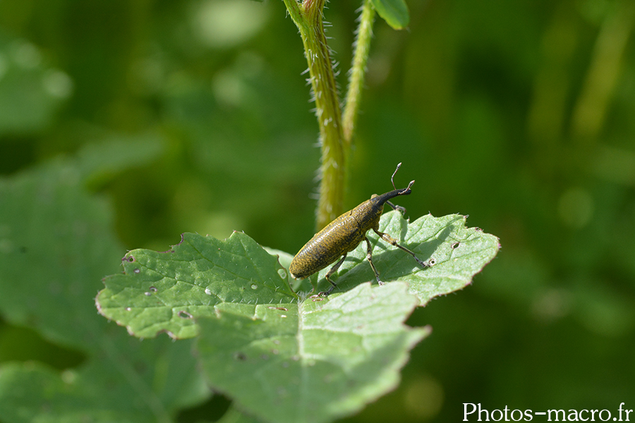 Lixus paraplecticus