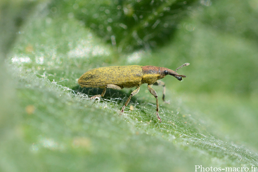 Lixus pulverulentus