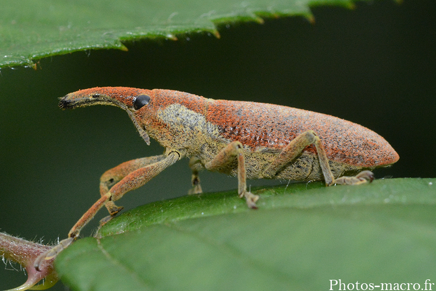 Lixus pulverulentus