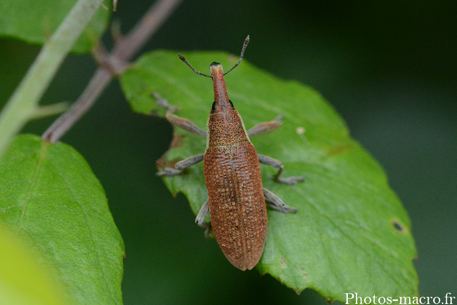 Lixus pulverulentus