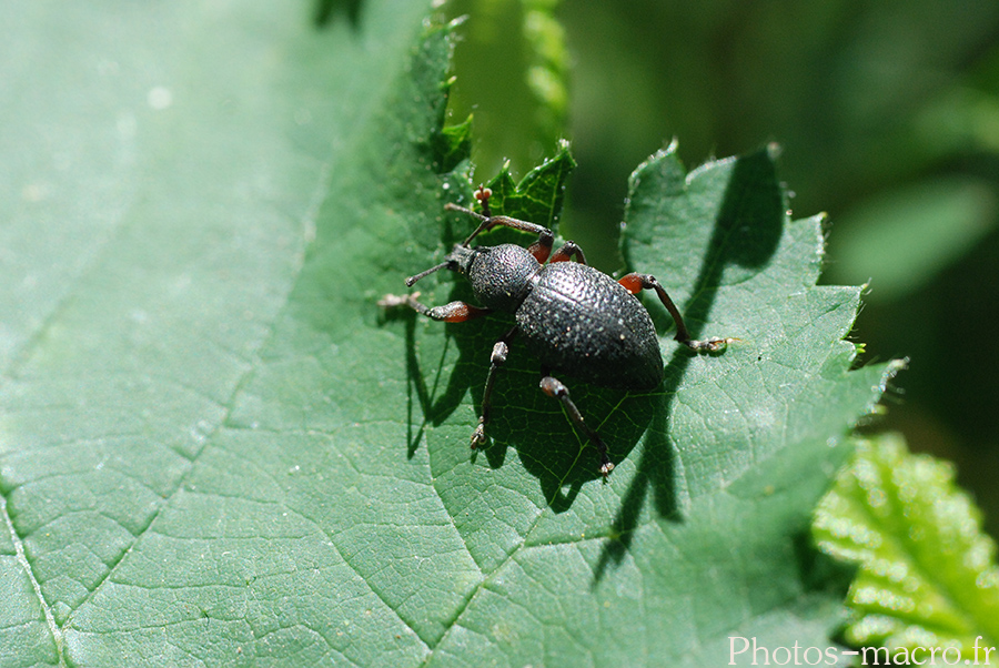 Otiorynchus tenebricosus