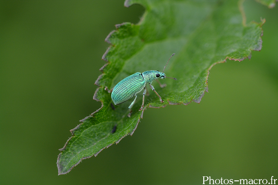 Polydrusus sericeus