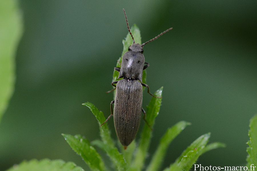 Agriotes pilosellus