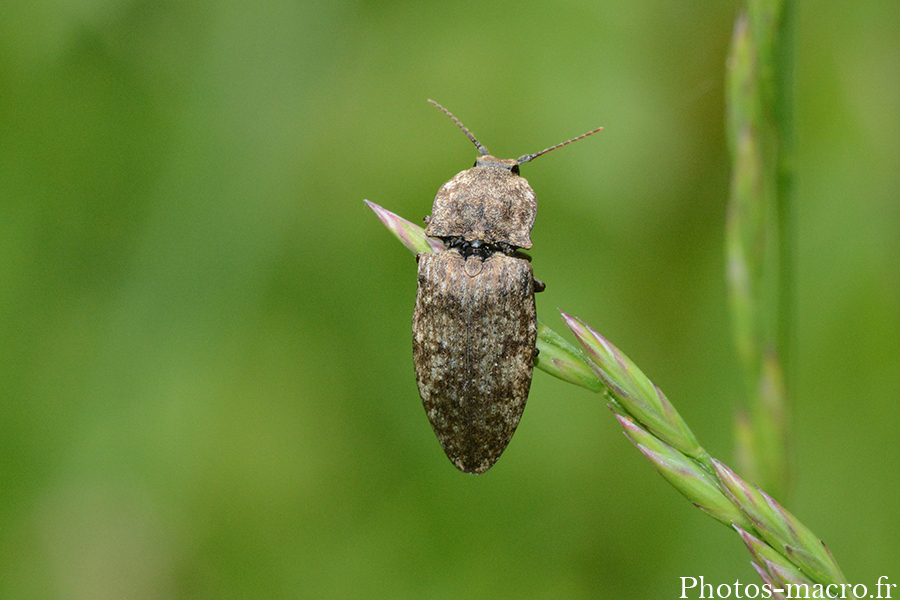 Agrypnus murinus