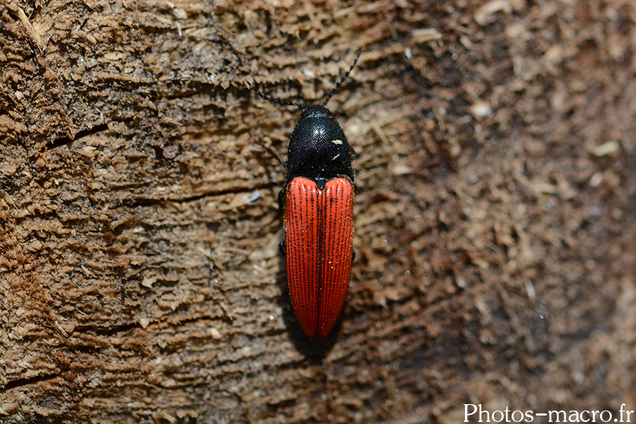 Ampedus sanguineus