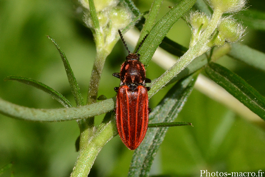 Anostirus purpureus