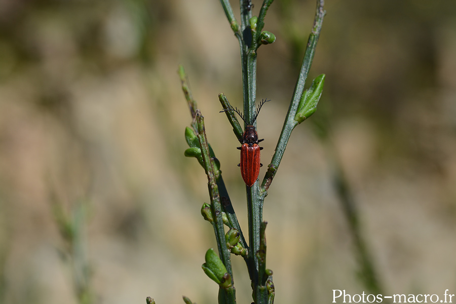 Anostirus purpureus