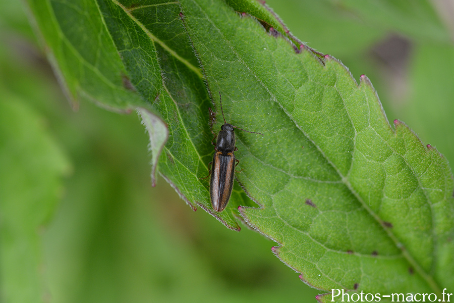 Athous vittatus