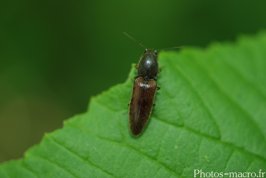 Ctenicera virens