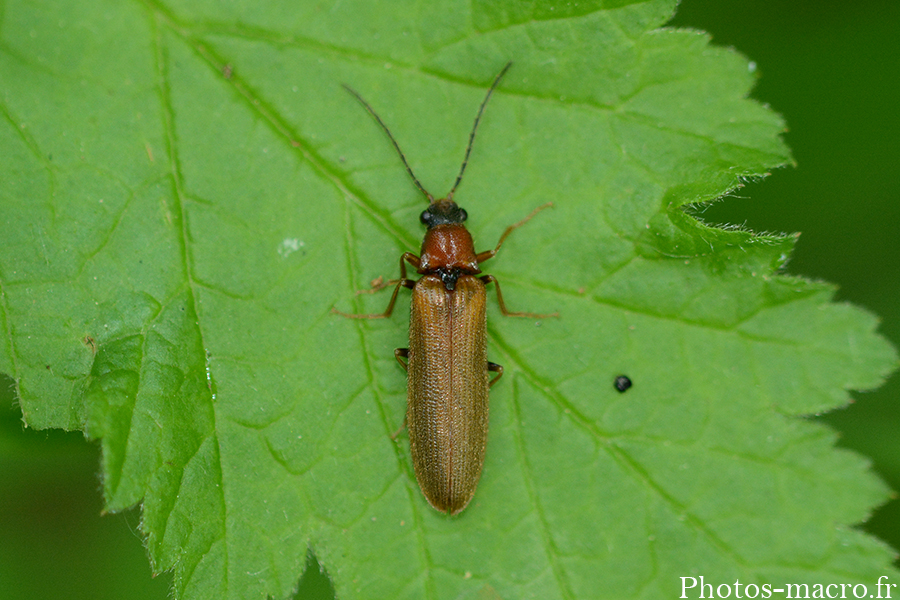 Denticollis linearis