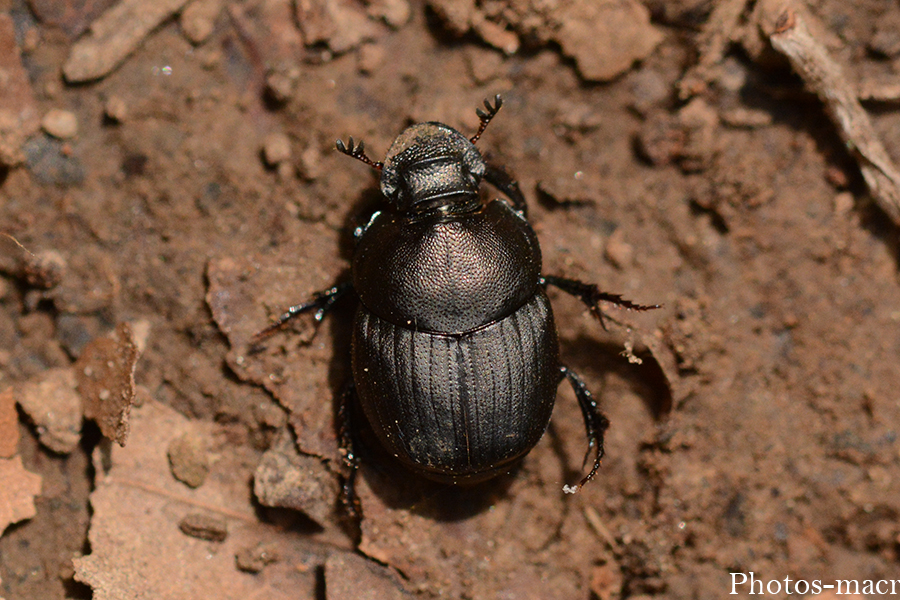 Anoplotrupes stercorosus