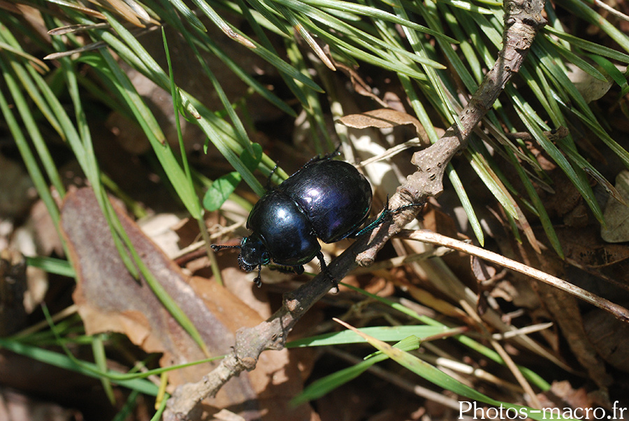 Geotrupe stercorarius