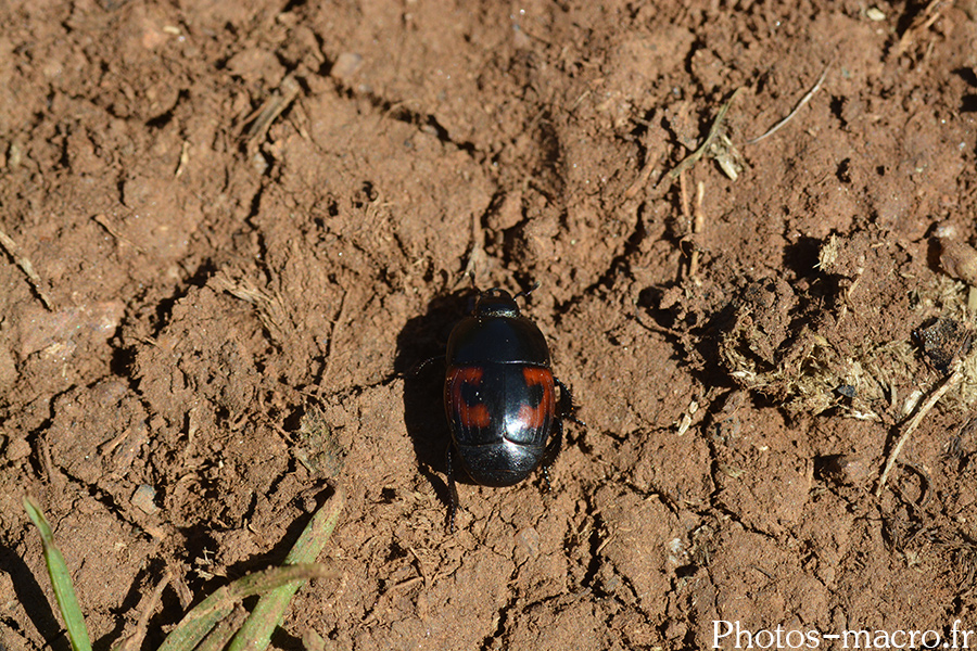 Hister quadrimaculatus