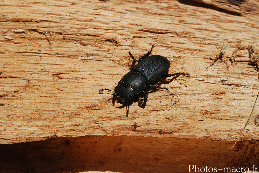 Dorcus parallelipipedus