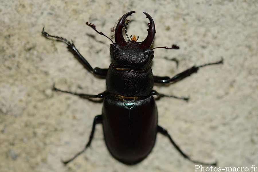 Lucanus cervus