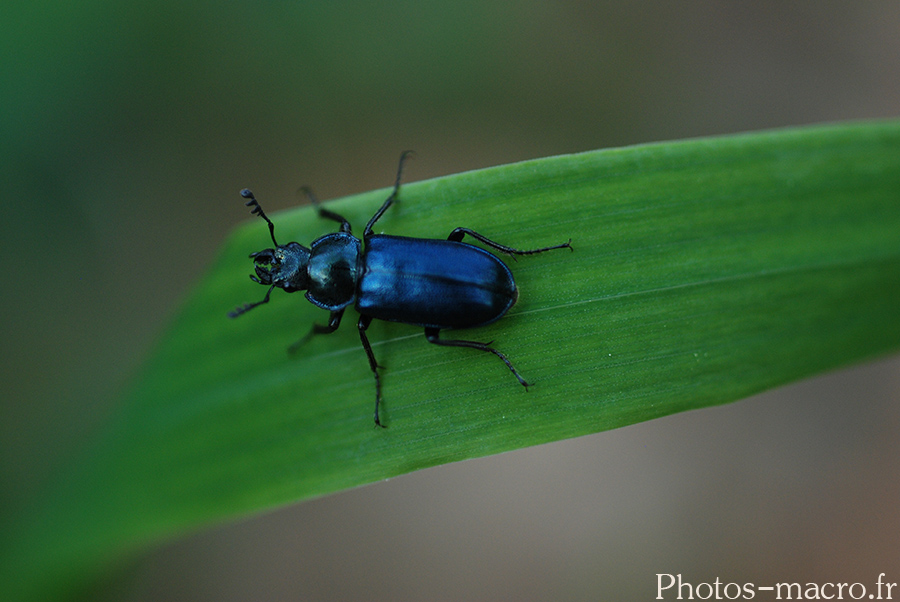 Platycerus caboides